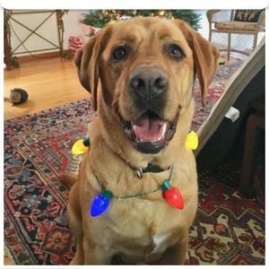 Meet your Posher, Ginger